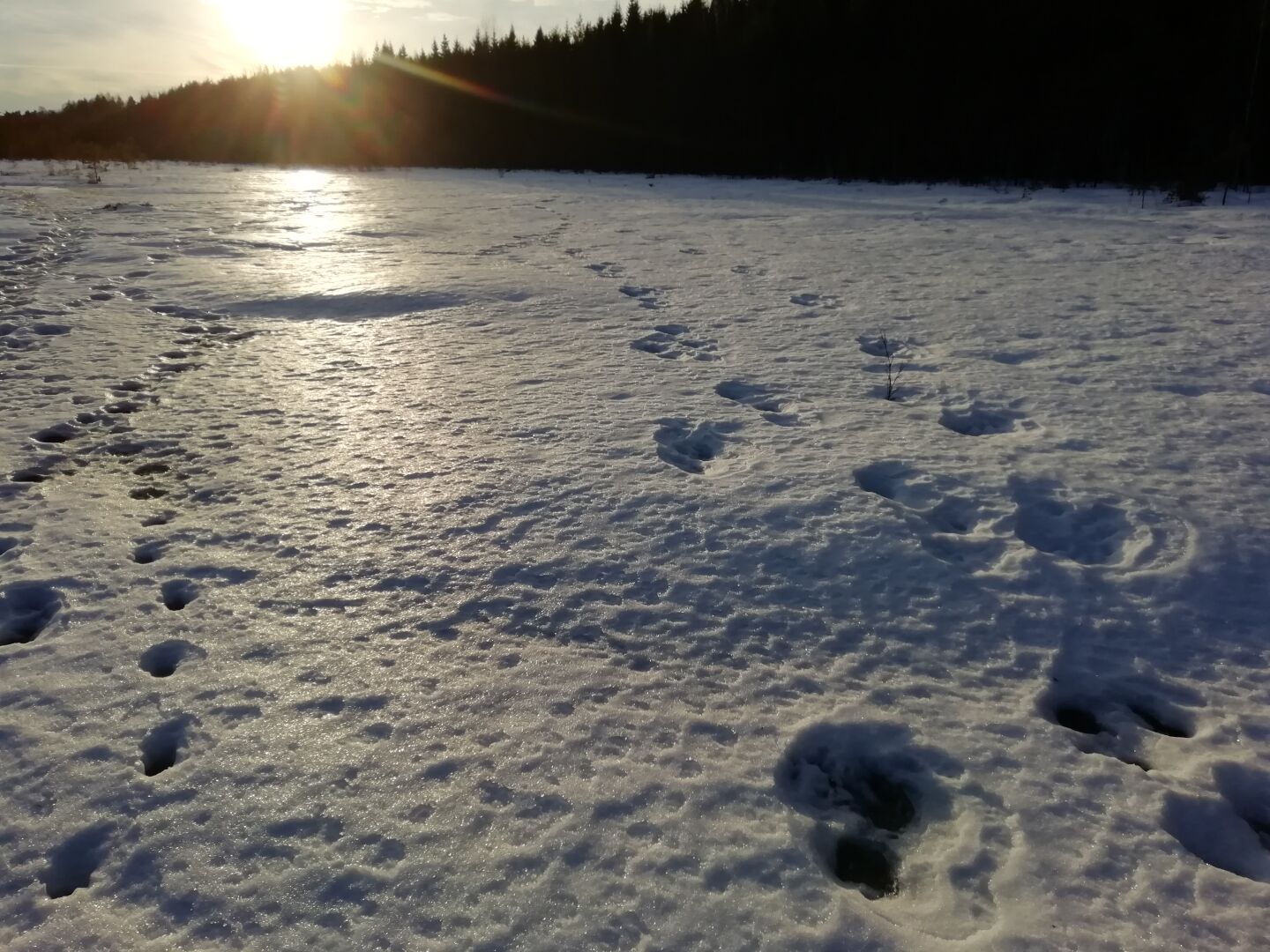 Vastavaloon otettu kuva harjujen ympäröimästä suosta. Hanki on sulanut ja jäätynyt, sen pinta on epätasainen. Lumessa näkyy jalanjälkiä. Auringonsäteet hohtavat kuvan vasemmassa ylänurkassa.