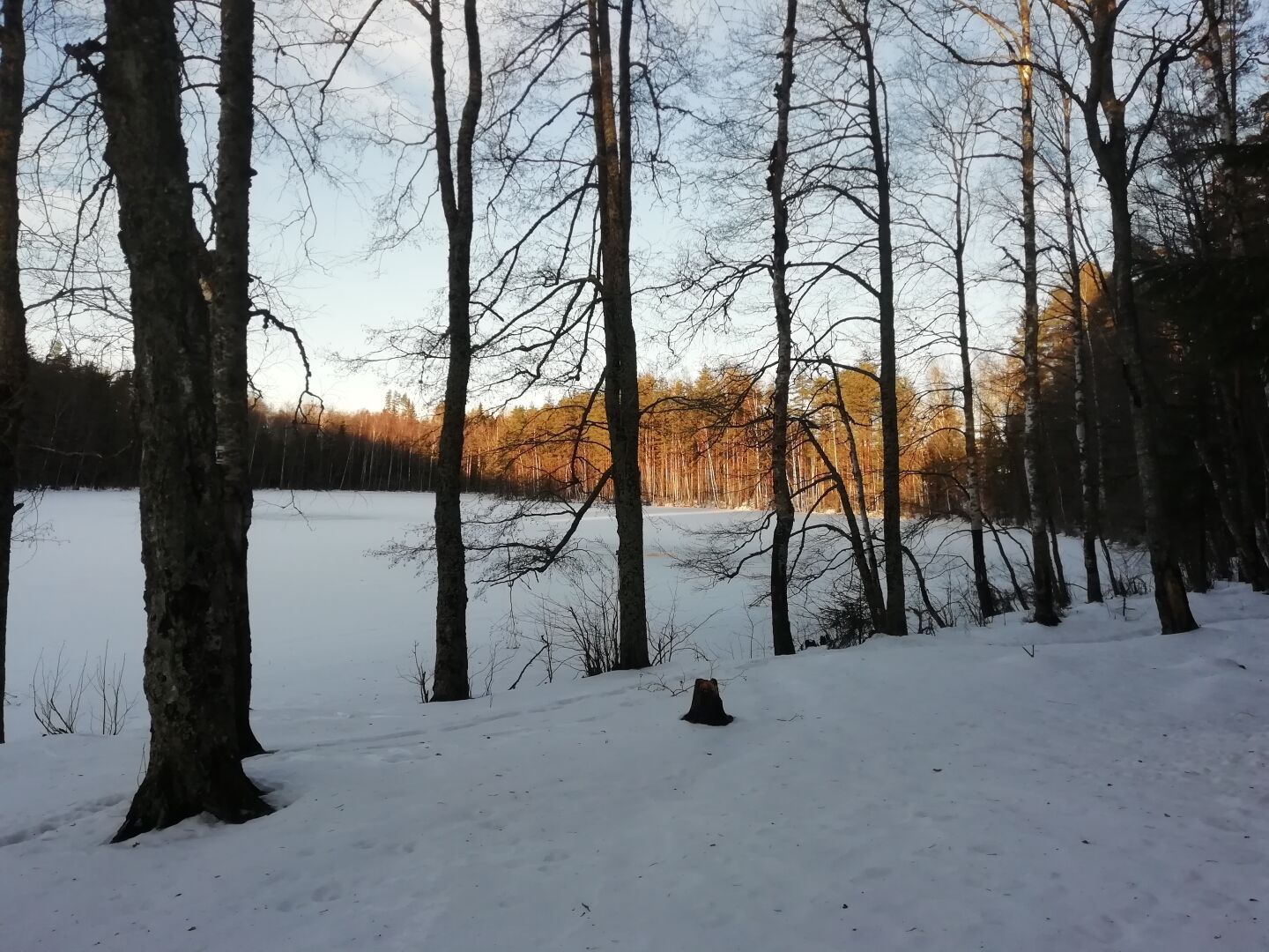 Jään ja lumen peittämä lampi. Rannalla kasvaa isoja koivuja ja tervaleppiä. Vastarannalla on koivuja ja mäntyjä, joihin auringon valo osuu. Muu kuvan alasta on varjossa.