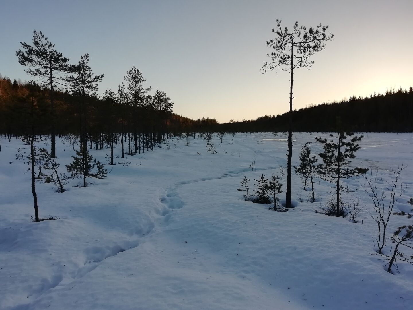 Suo jatkuu eteenpäin, reunoilla kohoaa harjanteet. Aurinko on juuri laskenut harjun taakse, alkaa hämärtää. Metsät ovat tummia. Taivas on siniharmaa, ja oikealla hieman vaaleampi ja punertavampi. Pieniä mäntyjä kasvaa siellä sun täällä. Jalanjäljet kulkevat hangessa.