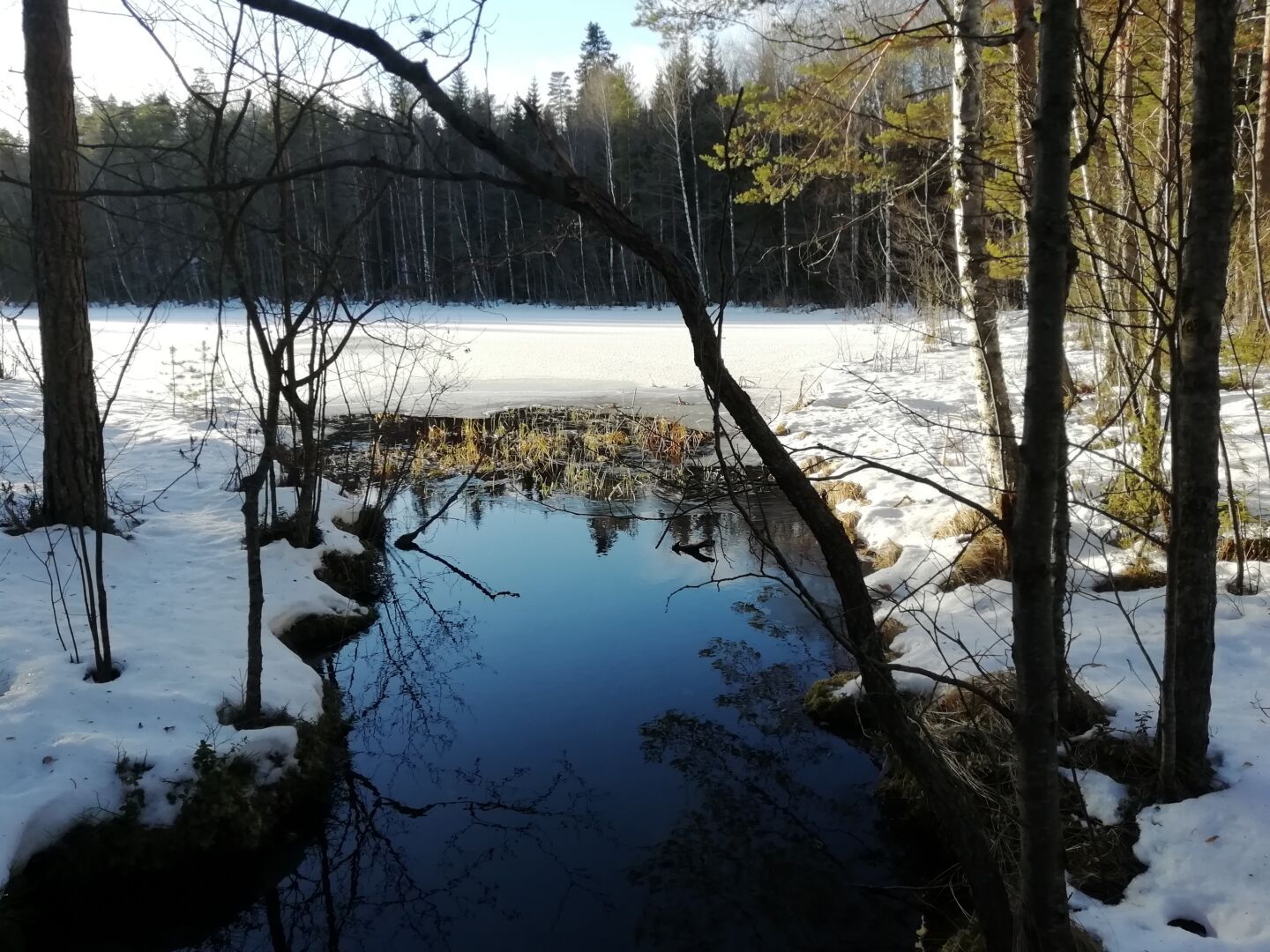 Metsälampi on jään ja lumen peitossa. Lähellä kuvaajaa on sula kohta puron suulla. Sulan ylle kaartuu ohut lehtipuun runko. Vesi heijastaa taivasta tummansinisenä. Sulan reunalla kasvaa rusehtavaa kasvillisuutta vedessä.